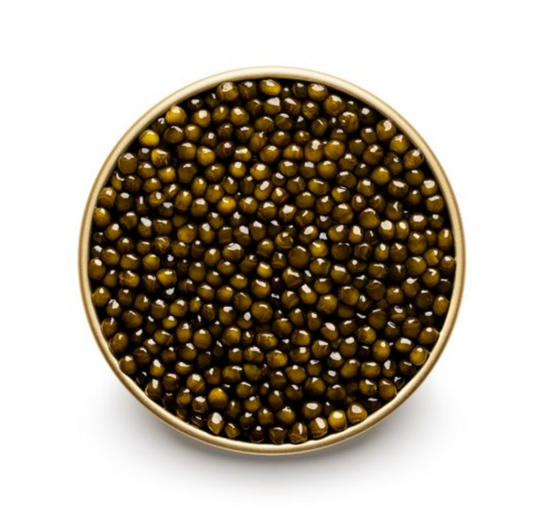 Kaluga Hybrid Black Caviar